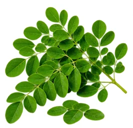 Folhas de moringa